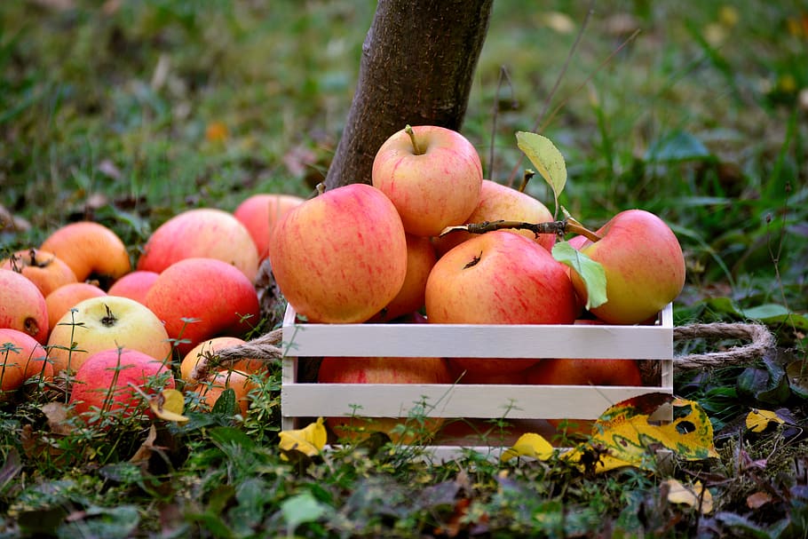 apple, fruit, orchard, harvest, healthy, fresh, vitamins, autumn HD wallpaper