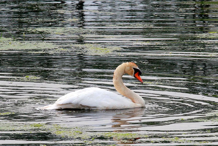 swan, lake, water, bird, animals in the wild, animal wildlife HD wallpaper