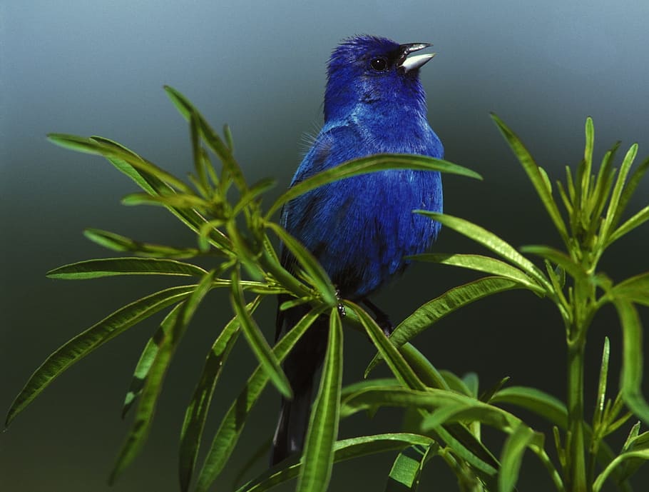 indigo, bunting, bird, blue, nature, wild, animal, one animal HD wallpaper