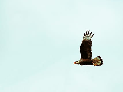 white and brown eagle, bird, animal, flying, vulture, buzzard HD wallpaper