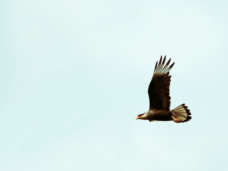 white and brown eagle, bird, animal, flying, vulture, buzzard HD wallpaper