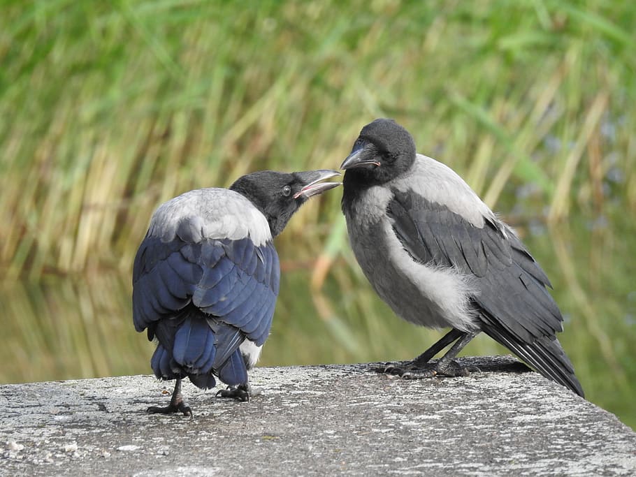 bird, crow, feather, plumage, wing, animals, the birds, nature HD wallpaper