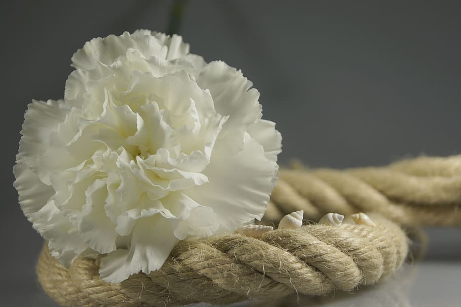 rope, flower, white, map, decoration, close-up, no people, indoors HD wallpaper