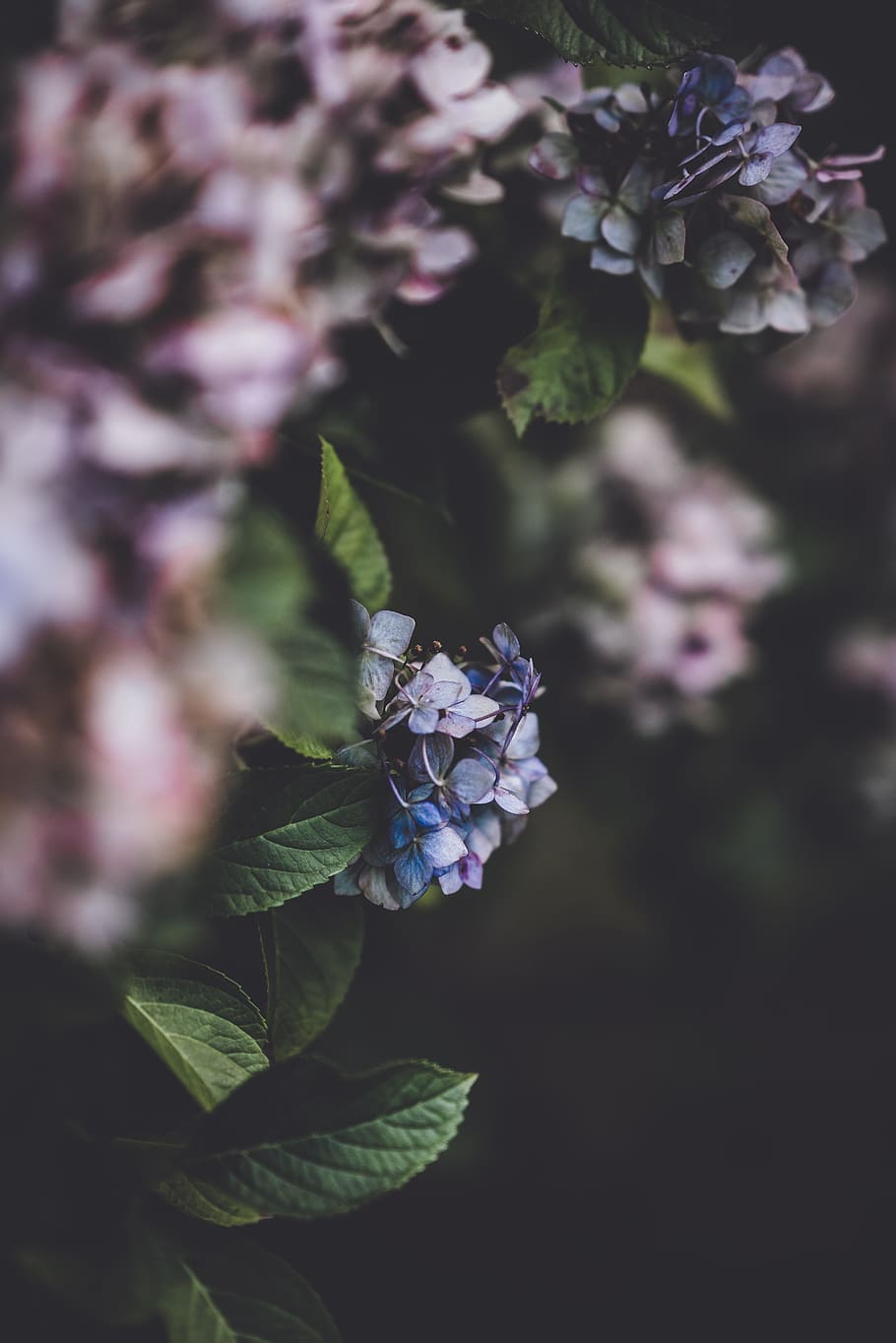 purple flowers, plant, leaf, leaves, nature, wildlife, dark, botanical HD wallpaper