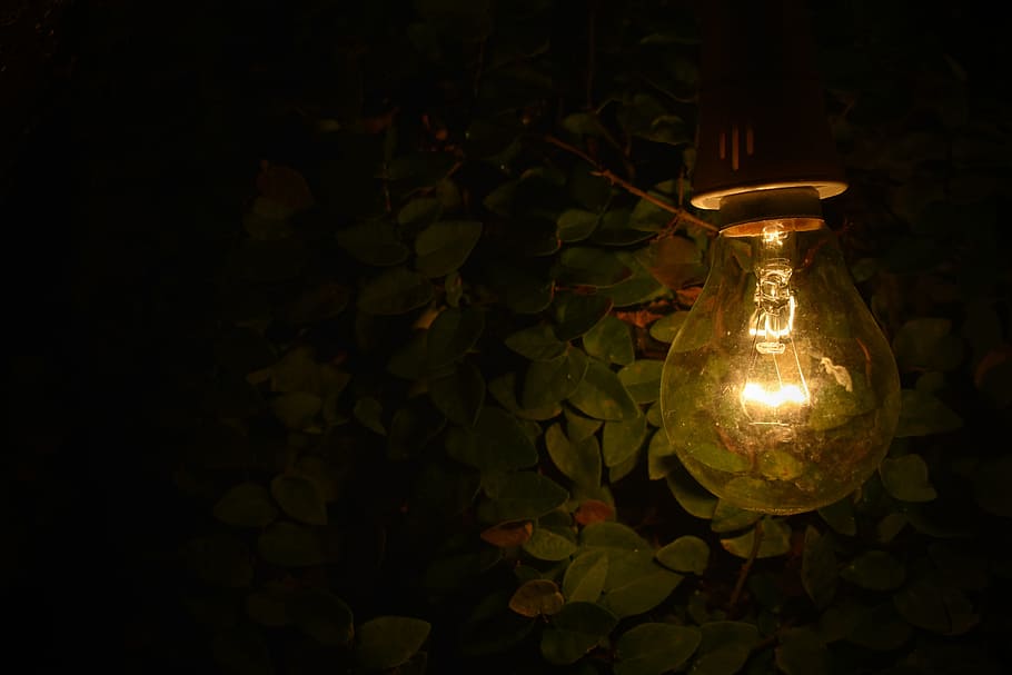 Turned-on Lamp Near Green Plants, bulb, close-up, color, dark