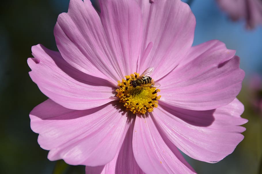 flower, bee, insects, nature, garden, plants, pollen, pollination, HD wallpaper