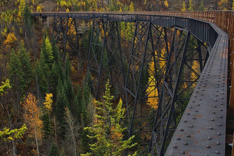 Green Pine Tree, bridge, color, conifer, dawn, environment, fir trees HD wallpaper