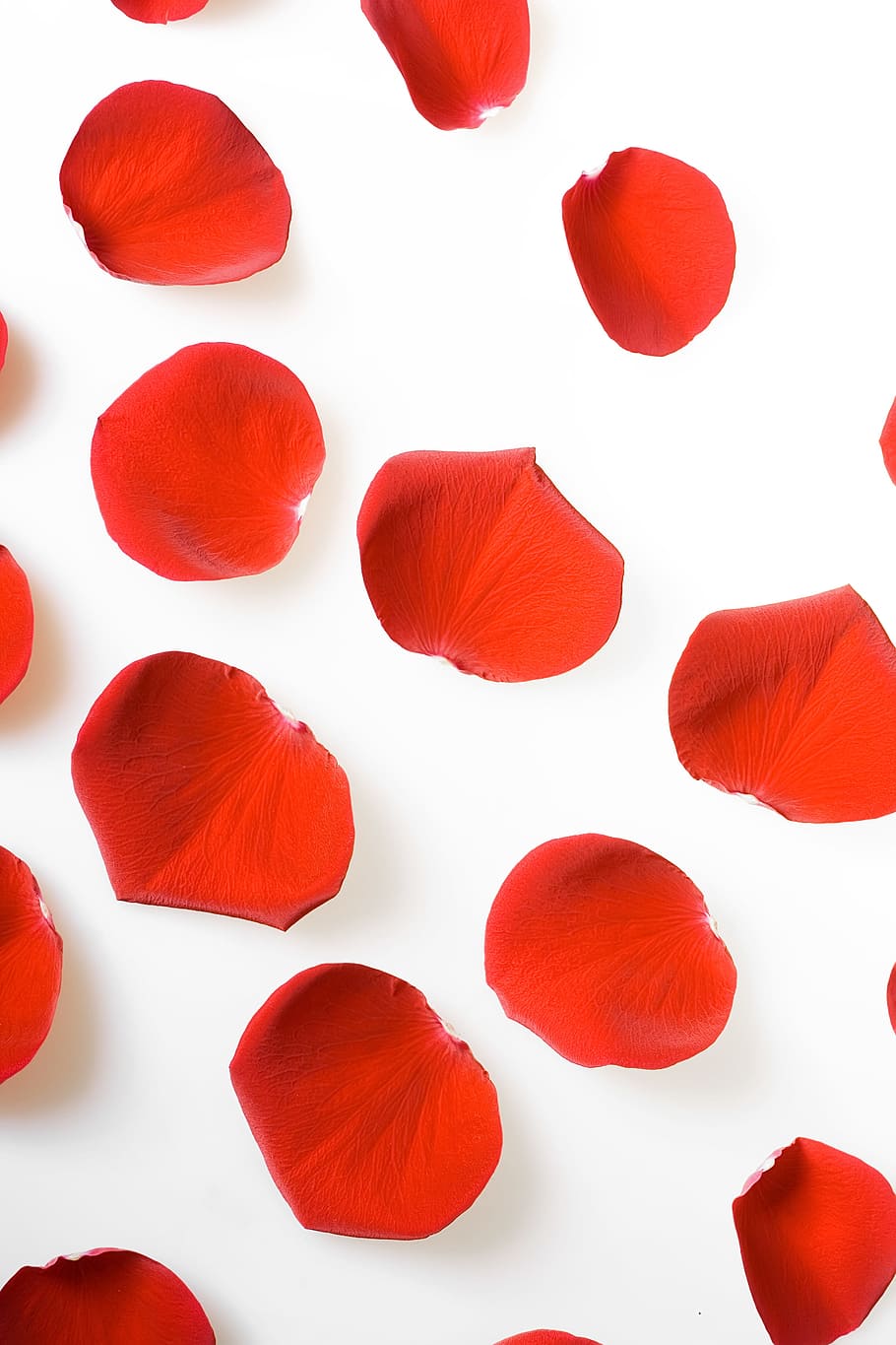 con2011, rose, petals, red, white background, close-up, indoors HD wallpaper