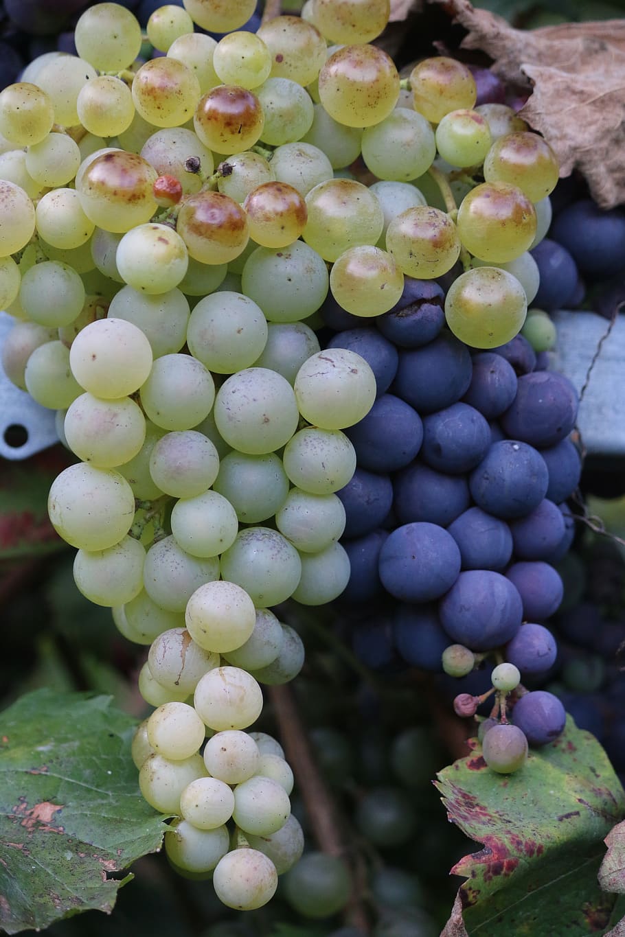 grape, fall, fruit, season, garden, growth, healthy eating, HD wallpaper