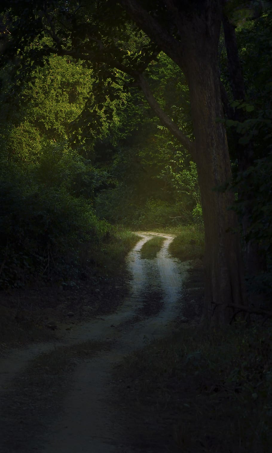 pathway surrounded by trees, plant, forest, land, nature, tranquility HD wallpaper