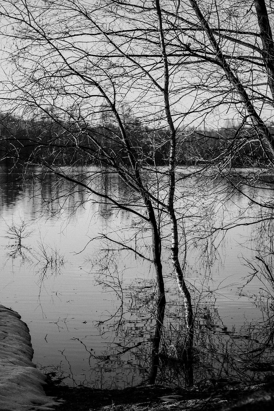 lake, water, tree, bare tree, tranquility, plant, reflection HD wallpaper
