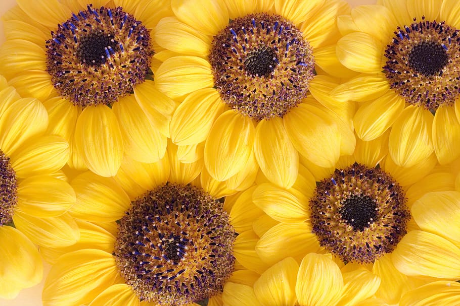 flower, con2011, nature, flowering plant, yellow, freshness HD wallpaper