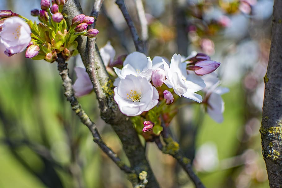spring, sunny, flowers, nature, bright, flowering plant, fragility HD wallpaper