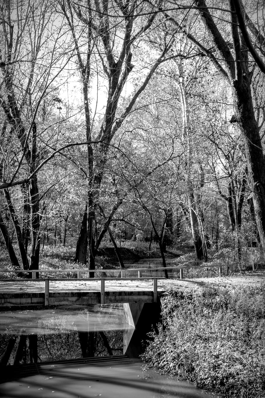 trees, scenic, water, landscape, nature, outdoors, forest, sky HD wallpaper