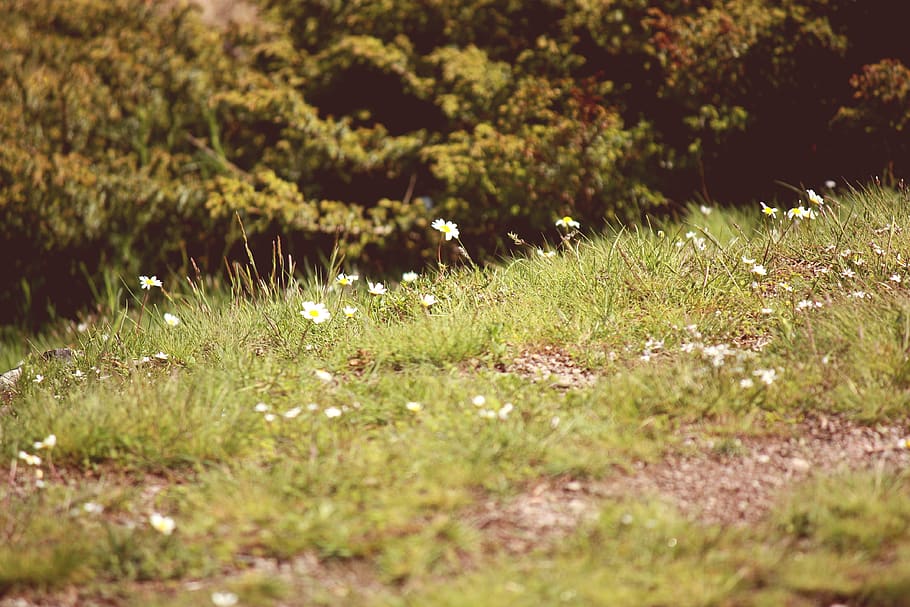 turkey, isik dagi, grass, forest, flower, daisy, trees, green HD wallpaper