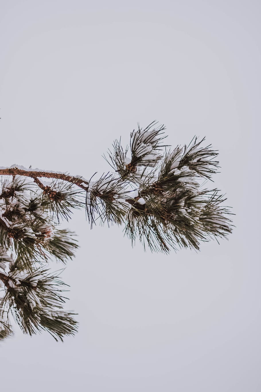 green spruce pine tree, plant, nature, outdoors, ice, snow, abies HD wallpaper