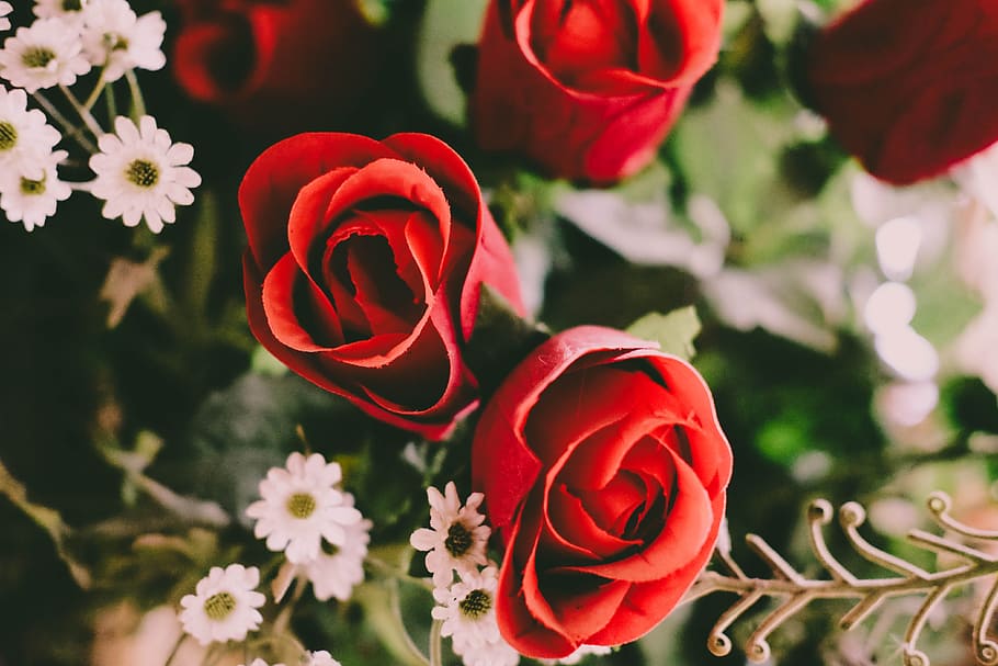 flower, red, petal, bloom, garden, plant, nature, autumn, fall HD wallpaper