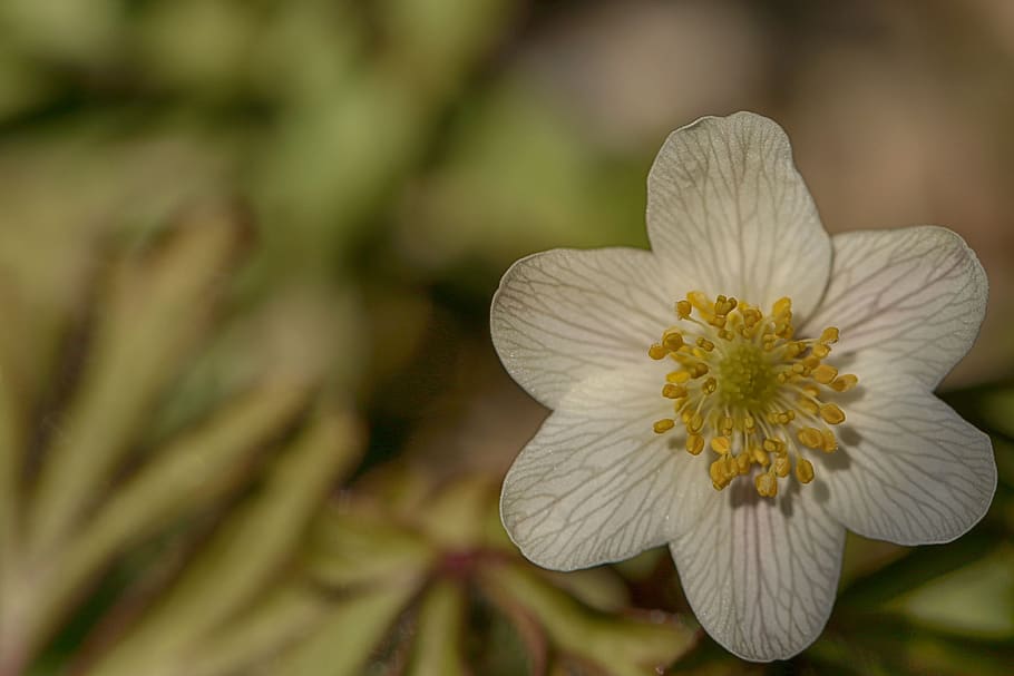 anemone, flower, spring, nature, bloom, plant, flowering plant HD wallpaper