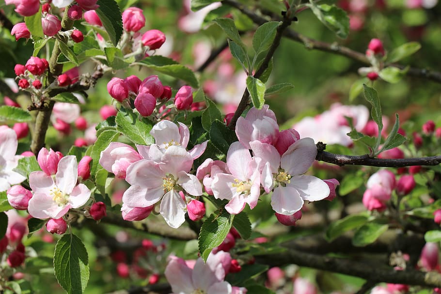 blossom, bloom, cherry blossom, spring, plant, flower, flowering plant HD wallpaper