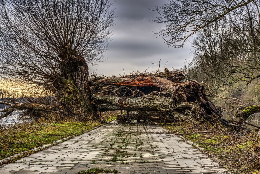 log, upset, devastated, lock, blocking, broken, fell down, knocked over HD wallpaper