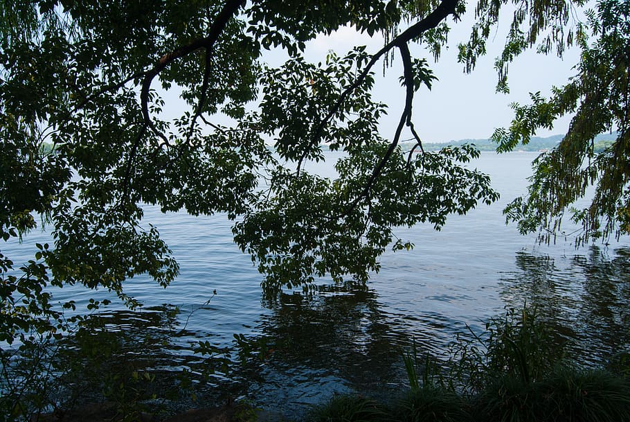 trees, lake, forest, west, green, travel, wave, water, plant HD wallpaper