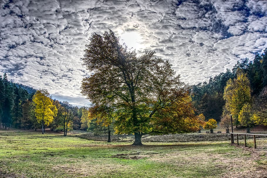 autumn, trees, sky clouds, mood, sun, backlighting, colorful HD wallpaper