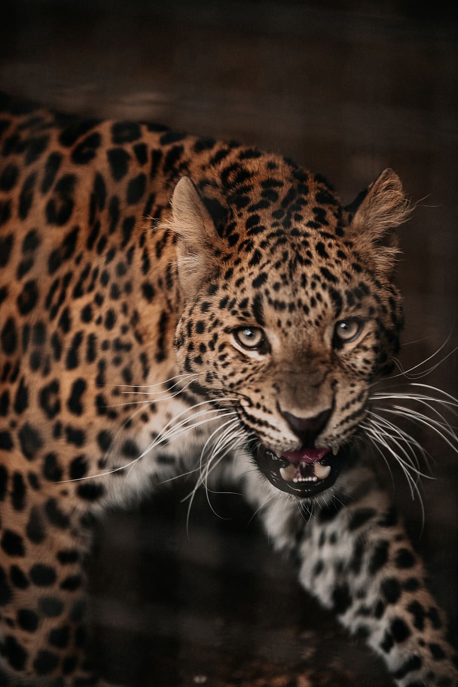 HD wallpaper: brown and black leopard, wildlife, panther, mammal, jaguar,  animal | Wallpaper Flare