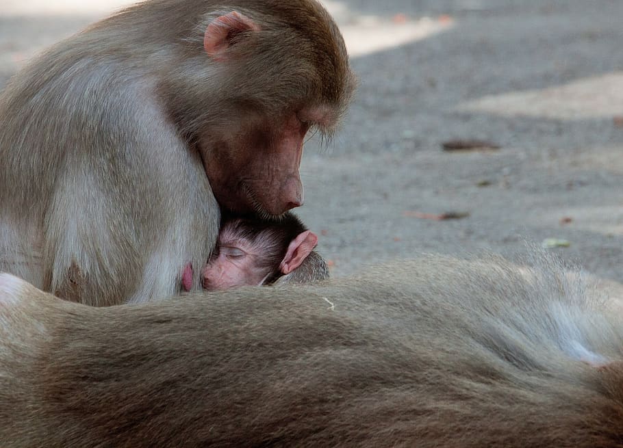 monkey, primate, animal, mammal, monkey nut, monkey young, creature HD wallpaper