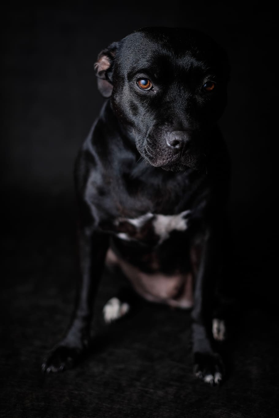 short-coated black dog, one animal, canine, domestic, pets, mammal HD wallpaper