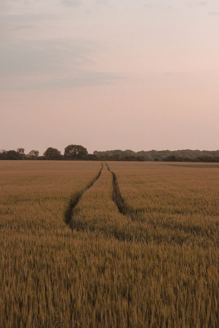field, corn, landscape, agriculture, environment, rural scene HD wallpaper