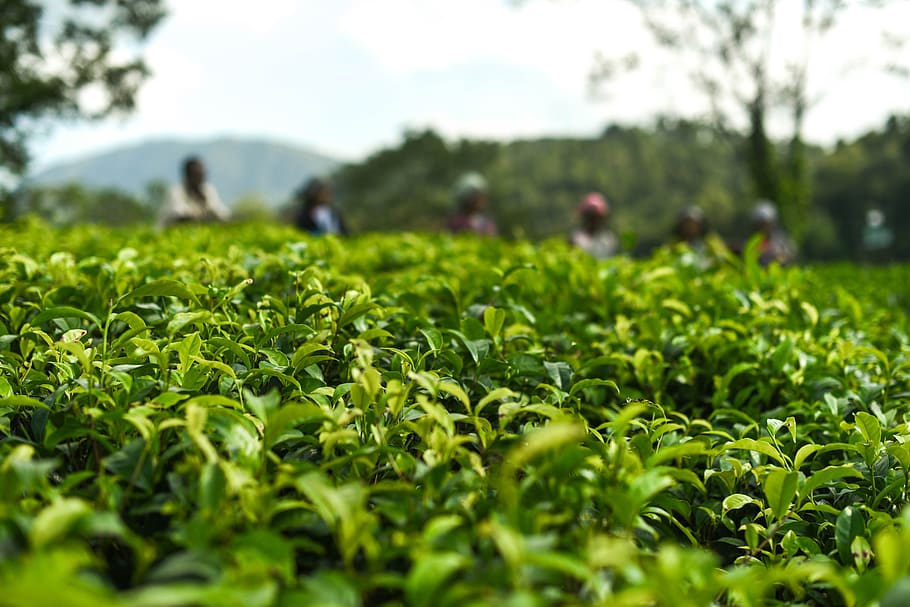 tea, leaves, tea garden, plant, green color, growth, field