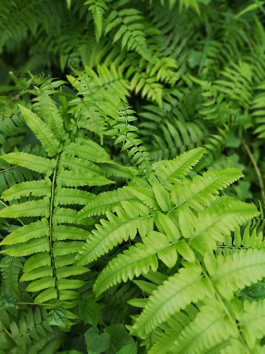 thailand, bangkok, green color, leaf, plant part, fern, growth HD wallpaper