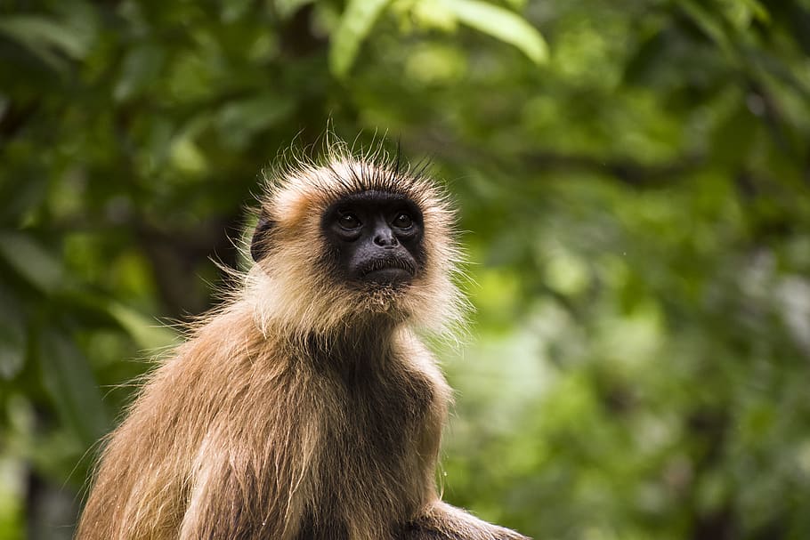 brown monkey, animal, wildlife, mammal, gir forest, junagadh HD wallpaper