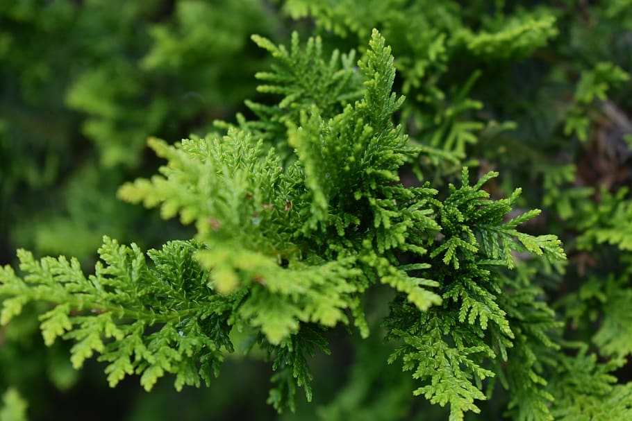 tree, leaves, foliage, nature, green, plant, branches, trees HD wallpaper