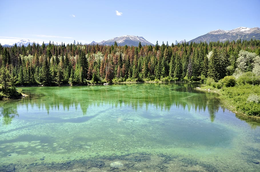 green-leafed tree, plant, beauty in nature, water, reflection HD wallpaper