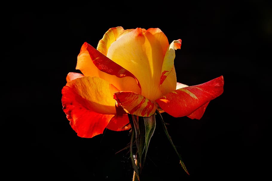 rose, flower, yellow, red, red yellow, beauty, rose bloom, petals HD wallpaper