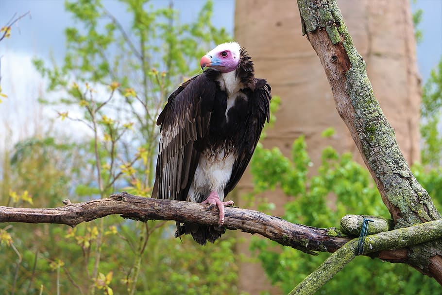 vulture, tree, bird, branches, beak, pen, wings, zoo, beauval HD wallpaper