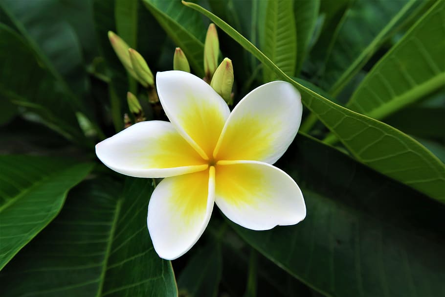flower, tropical, nature, tree, travel, exotic, color, green HD wallpaper