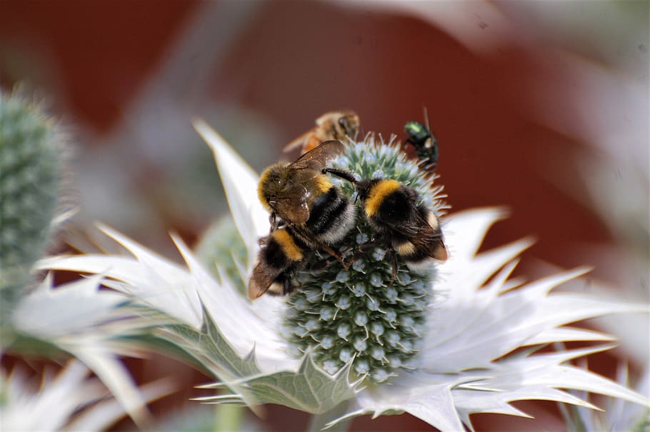 insect, nature, bumble bees, garden, pollination, animal themes HD wallpaper