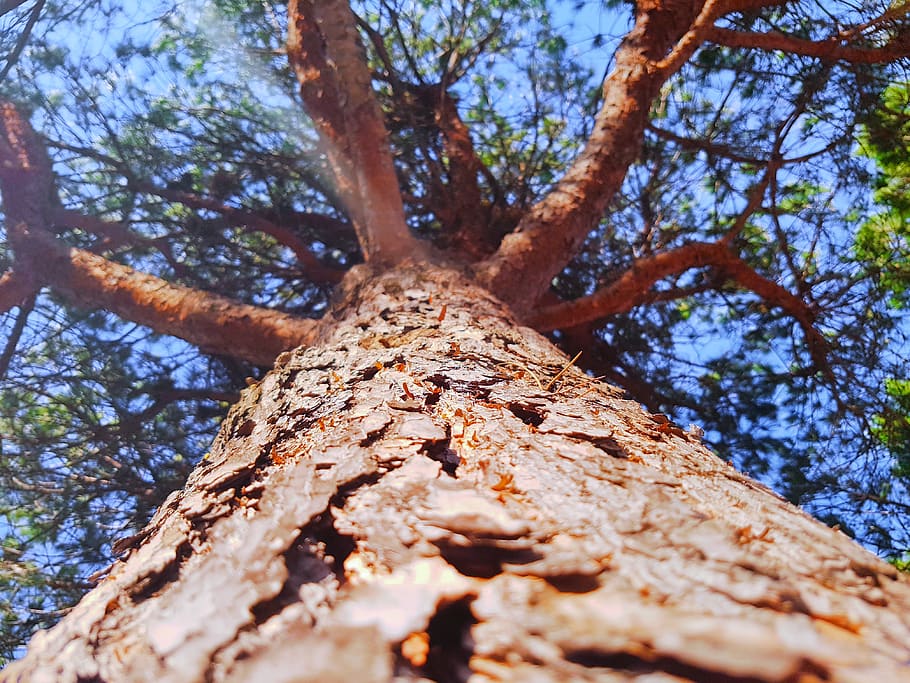 portugal, lisbon, tree, tree trunk, plant, low angle view, branch HD wallpaper