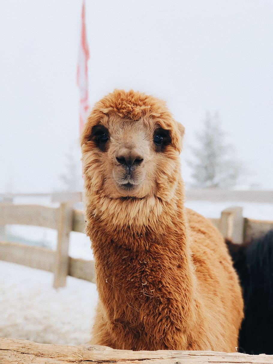 brown llama under cloudy sky during daytime, one animal, mammal HD wallpaper