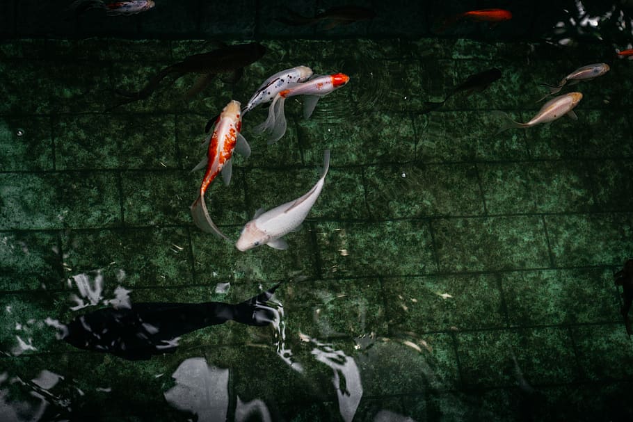 White and Orange Koi Fish, animal, aquarium, fishes, invertebrate, HD wallpaper