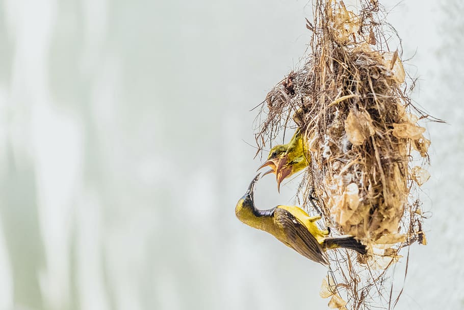 brown bird on nest, day, plant, focus on foreground, close-up HD wallpaper
