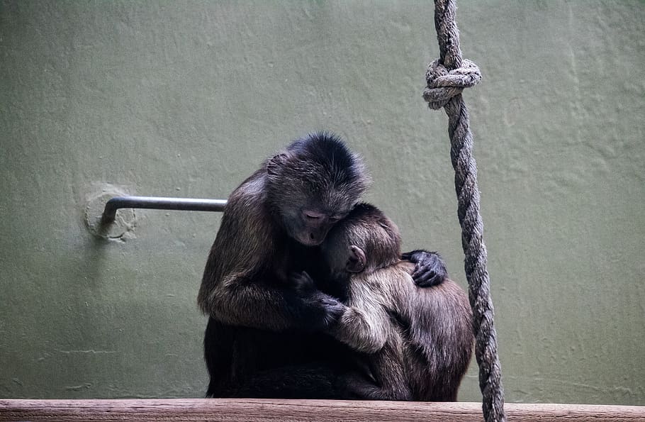 monkey, monkey nut, monkey child, animal, animal world, nature HD wallpaper