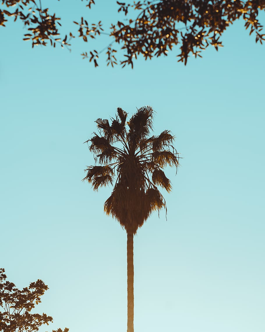 green coconut tree, sky, palm tree, plant, clear sky, low angle view HD wallpaper