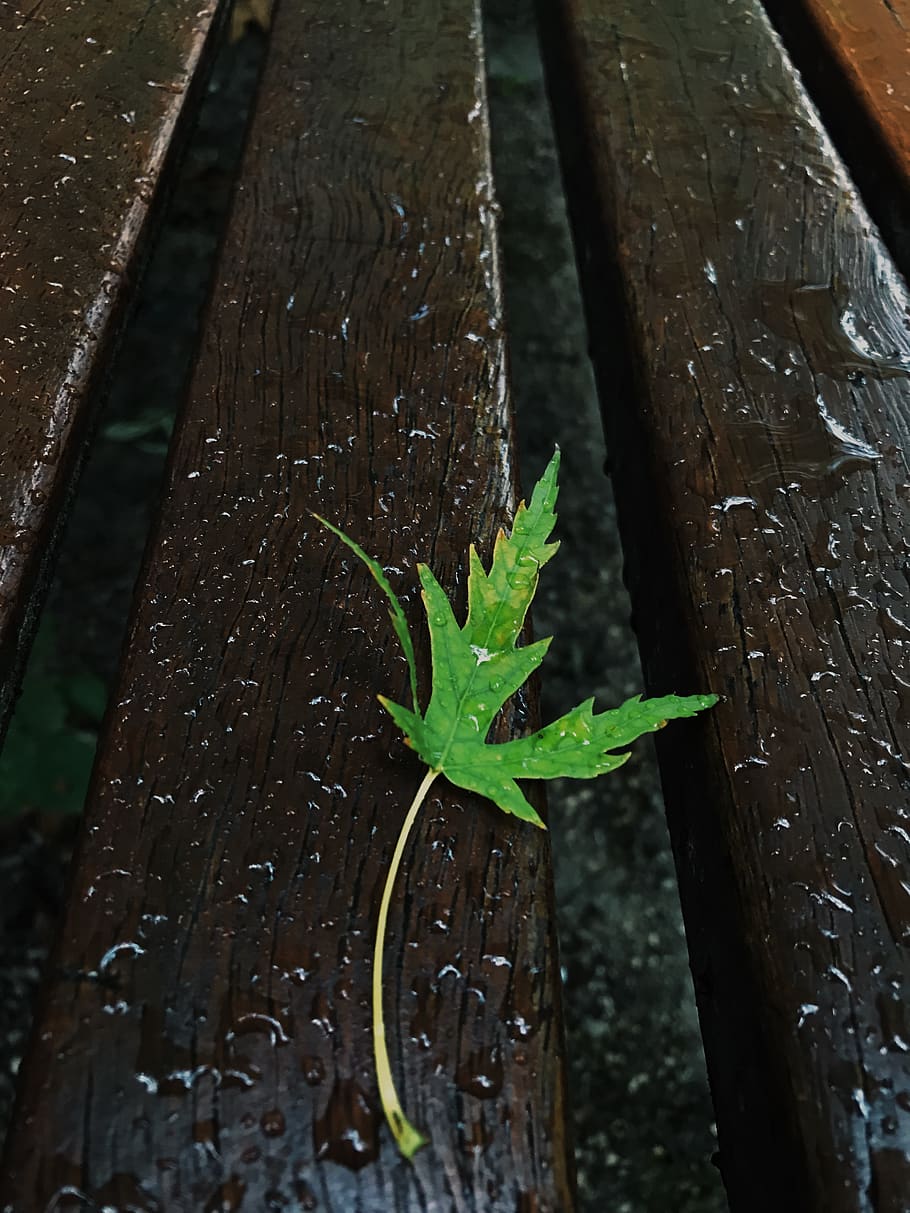 france, grenoble, plant part, leaf, green color, growth, close-up HD wallpaper