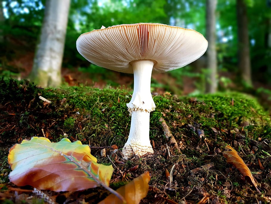 fly agaric, red, white, points, toxic, nature, forest, leaf HD wallpaper