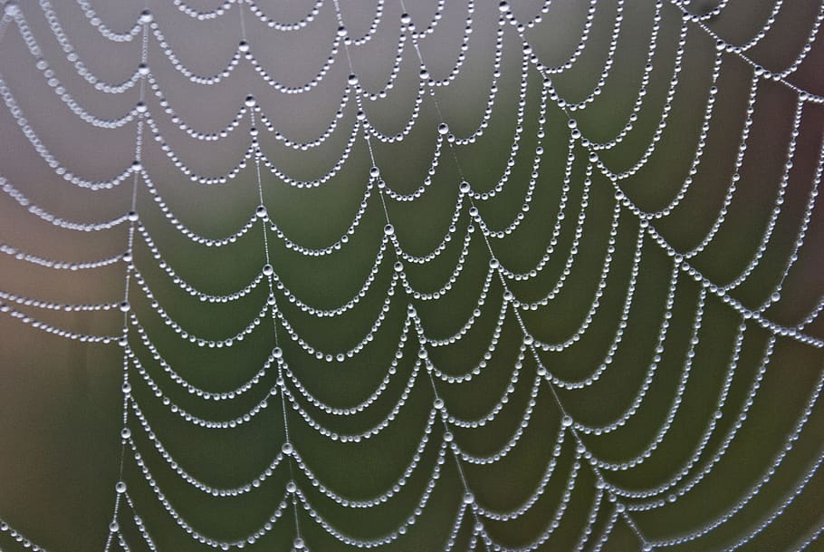 blurred, raindrop, coweb, backgrounds, celebration, pattern HD wallpaper