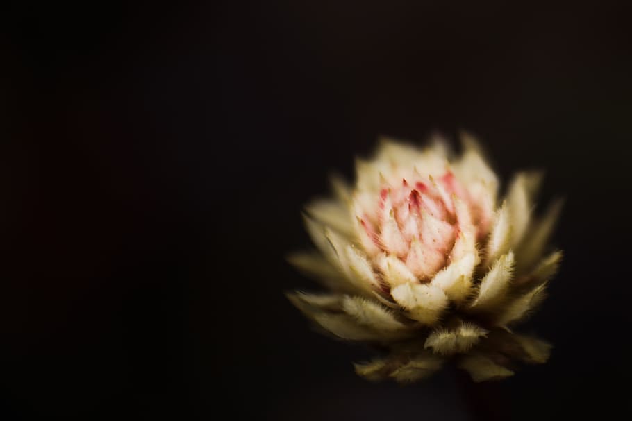 flower, small, macro, floral, tytoalbatraoz, black, white, pink HD wallpaper