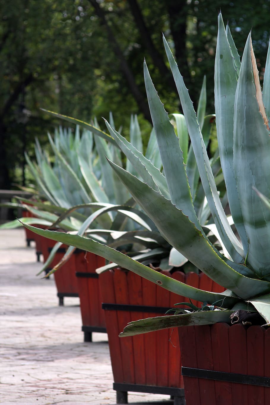 agave, cactus, plant, trellis, barbed, growth, green color HD wallpaper